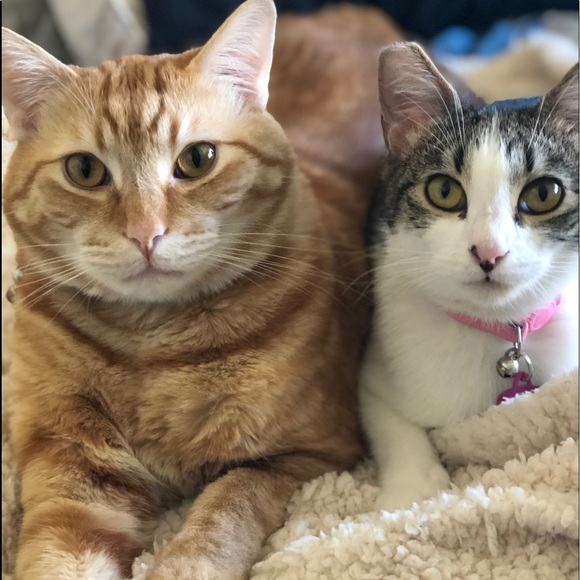 Meet your posher 🦋 - Picture 7 of 10